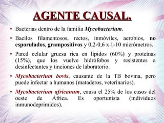 AGENTE CAUSAL.AGENTE CAUSAL.
● Bacterias dentro de la familia Mycobacterium.
● Bacilos filamentosos, rectos, inmóviles, aerobios, no
esporulados, grampositivos y 0,2-0,6 x 1-10 micrómetros.
● Pared celular gruesa rica en lípidos (60%) y proteínas
(15%), que los vuelve hidrófobos y resistentes a
desinfectantes y tinciones de laboratorio.
● Mycobacterium bovis, causante de la TB bovina, pero
puede infectar a humanos (mataderos, veterinarios).
● Mycobacterium africanum, causa el 25% de los casos del
oeste de África. Es oportunista (individuos
inmunodeprimidos).
 