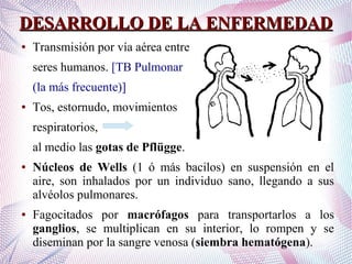 DESARROLLO DE LA ENFERMEDADDESARROLLO DE LA ENFERMEDAD
● Transmisión por vía aérea entre
seres humanos. [TB Pulmonar
(la más frecuente)]
● Tos, estornudo, movimientos
respiratorios,
al medio las gotas de Pflügge.
● Núcleos de Wells (1 ó más bacilos) en suspensión en el
aire, son inhalados por un individuo sano, llegando a sus
alvéolos pulmonares.
● Fagocitados por macrófagos para transportarlos a los
ganglios, se multiplican en su interior, lo rompen y se
diseminan por la sangre venosa (siembra hematógena).
 