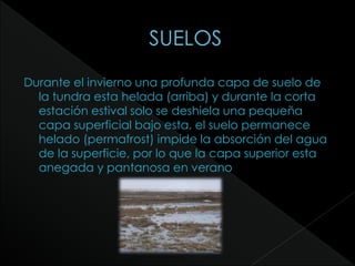Durante el invierno una profunda capa de suelo de
la tundra esta helada (arriba) y durante la corta
estación estival solo se deshiela una pequeña
capa superficial bajo esta, el suelo permanece
helado (permafrost) impide la absorción del agua
de la superficie, por lo que la capa superior esta
anegada y pantanosa en verano
 