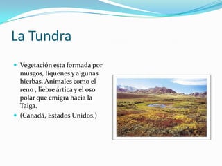 La Tundra
 Vegetación esta formada por

musgos, líquenes y algunas
hierbas. Animales como el
reno , liebre ártica y el oso
polar que emigra hacia la
Taiga.
 (Canadá, Estados Unidos.)

 