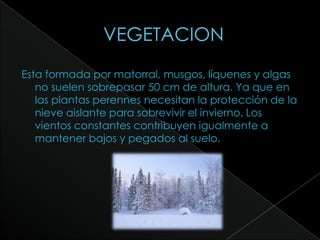              VEGETACION Esta formada por matorral, musgos, líquenes y algas no suelen sobrepasar 50 cm de altura. Ya que en las plantas perennes necesitan la protección de la nieve aislante para sobrevivir el invierno. Los vientos constantes contribuyen igualmente a mantener bajos y pegados al suelo.
