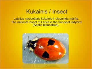 Kukainis / Insect Latvijas nacionālais kukainis ir divpunktu mārīte. The national  insect of Latvia is  the two-spot ladybird (Adalia bipunctata).  