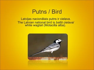 Putns / Bird Latvijas nacionālais putns ir cielava. The Latvian national bird is  balt ā  cielava /  white wagtail (Motacilla alba).  