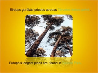 Eiropas garākās priedes atrodas  Tērvetes dabas parkā  .  Europe's longest pine s are  found  in  T e rvete  P ark. 