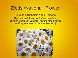Zieds /National  Flower  Latvijas nacionālais zieds – pīpene The national flower  of Latvia  is  a  daisy (Leucanthemum vulgare, earlier also known as Chrysanthemum leucanthemum)  