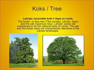Koks / Tree Latvijas nacionālie koki ir liepa un ozols. The linden, or lime tree (Tilia cordata, Latvian: liepa) and the oak (Quercus robur, Latvian: ozols) are considered  to be  the national trees of Latvia. The oak and the linden tree s  are characteristic elements of the Latvian landscape.  
