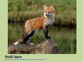 Rudā lapsa
http://fineartamerica.com/featured/7-fox-red-vulpes-fulva-carol-gregory.html
 