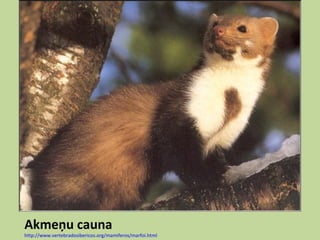 Akmeņu cauna
http://www.vertebradosibericos.org/mamiferos/marfoi.html
 