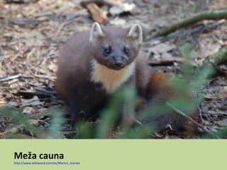 Meža cauna
http://www.wikiwand.com/es/Martes_martes
 