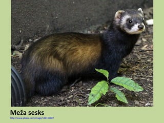 Meža sesks
http://www.pbase.com/image/136110687
 