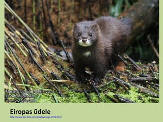 Eiropas ūdele
http://www.bio-foto.com/displayimage-3970.html
 