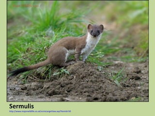 Sermulis
http://www.majorwildlife.co.uk/vcmsLargeView.asp?ItemId=50
 