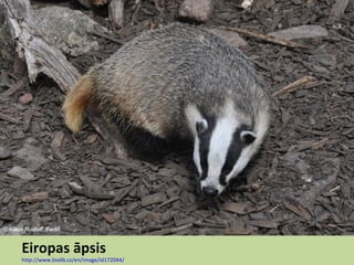 Eiropas āpsis
http://www.biolib.cz/en/image/id172044/
 