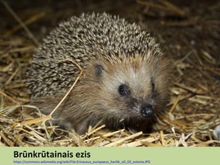Brūnkrūtainais ezis
https://commons.wikimedia.org/wiki/File:Erinaceus_europaeus_harilik_siil_02_estonia.JPG
 
