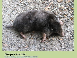 Eiropas kurmis
http://www.biolib.cz/en/taxonimage/id97242/?taxonid=20535
 