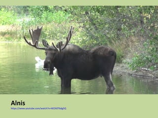 Alnis
https://www.youtube.com/watch?v=AEOt0T6dg5Q
 