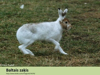 Baltais zaķis
http://www.biolib.cz/en/image/id174270/
 