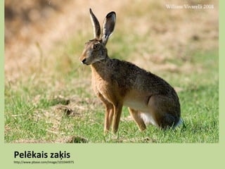 Pelēkais zaķis
http://www.pbase.com/image/101044975
 