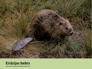 Eirāzijas bebrs
http://www.imgmob.net/castor-fiber.html
 