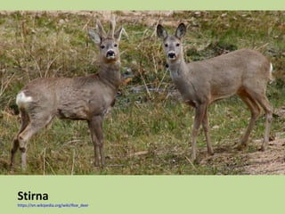 Stirna
https://en.wikipedia.org/wiki/Roe_deer
 