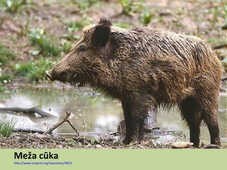 Meža cūka
http://www.uniprot.org/taxonomy/9823
 