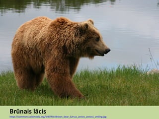 Brūnais lācis
https://commons.wikimedia.org/wiki/File:Brown_bear_(Ursus_arctos_arctos)_smiling.jpg
 
