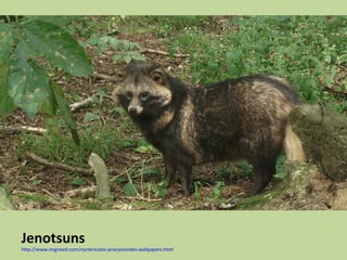 Jenotsuns
http://www.imgneed.com/nyctereutes-procyonoides-wallpapers.html
 
