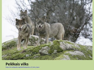 Pelēkais vilks
https://en.wikipedia.org/wiki/Subspecies_of_Canis_lupus
 