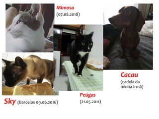Mimosa
(07.08.2018)
Cacau
(cadela da
minha Irmã)
Sky (Barcelos 09.06.2016)
Peúgas
(21.05.2011)
 