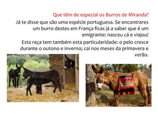 Que têm de especial os Burros de Miranda?
Já te disse que são uma espécie portuguesa. Se encontrares
um burro destes em França ficas já a saber que é um
emigrante: nasceu cá e viajou!
Esta raça tem também esta particularidade: o pelo cresce
durante o outono e inverno; cai nos meses da primavera e
verão.
 