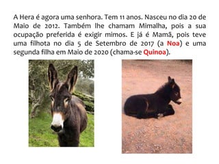 A Hera é agora uma senhora. Tem 11 anos. Nasceu no dia 20 de
Maio de 2012. Também lhe chamam Mimalha, pois a sua
ocupação preferida é exigir mimos. E já é Mamã, pois teve
uma filhota no dia 5 de Setembro de 2017 (a Noa) e uma
segunda filha em Maio de 2020 (chama-se Quinoa).
 