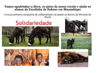 Solidariedade
Vamos apadrinhar a Hera, os gatos da nossa escola e ainda os
alunos da Escolinha de Ilokone em Moçambique
A nossa primeira campanha de solidariedade vai ajudar os Burros de Miranda do
Douro
 
