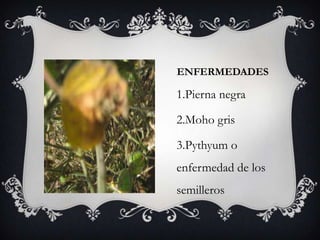 ENFERMEDADES
1.Pierna negra
2.Moho gris
3.Pythyum o
enfermedad de los
semilleros
 