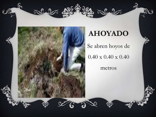 AHOYADO
Se abren hoyos de
0.40 x 0.40 x 0.40
metros
 