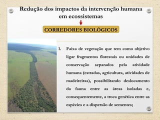 Redução dos impactos da intervenção humana
em ecossistemas
CORREDORES BIOLÓGICOS
1. Faixa de vegetação que tem como objetivo
ligar fragmentos florestais ou unidades de
conservação separados pela atividade
humana (estradas, agricultura, atividades de
madeireiras), possibilitando deslocamento
da fauna entre as áreas isoladas e,
consequentemente, a troca genética entre as
espécies e a dispersão de sementes;
 