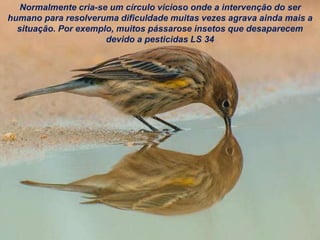 Normalmente cria-se um círculo vicioso onde a intervenção do ser
humano para resolveruma dificuldade muitas vezes agrava ainda mais a
situação. Por exemplo, muitos pássarose insetos que desaparecem
devido a pesticidas LS 34
 
