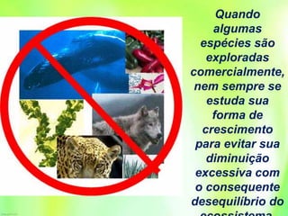 Quando
algumas
espécies são
exploradas
comercialmente,
nem sempre se
estuda sua
forma de
crescimento
para evitar sua
diminuição
excessiva com
o consequente
desequilíbrio do
 