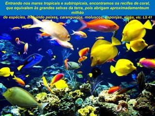 Entrando nos mares tropicais e subtropicais, encontramos os recifes de coral,
que equivalem às grandes selvas da terra, pois abrigam aproximadamenteum
milhão
de espécies, incluindo peixes, caranguejos, moluscos, esponjas, algas, etc. LS 41
 