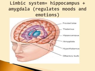 Limbic system= hippocampus + amygdala (regulates moods and emotions)