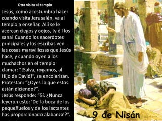 Otra visita al temploJesús, como acostumbra hacer cuando visita Jerusalén, va al templo a enseñar. Allí se le acercan ciegos y cojos, ¡y é l los sana! Cuando los sacerdotes principales y los escribas ven las cosas maravillosas que Jesús hace, y cuando oyen a los muchachos en el templo clamar: “¡Salva, rogamos, al Hijo de David!”, se encolerizan. Protestan: “¿Oyes lo que estos están diciendo?”.Jesús responde: “Sí. ¿Nunca leyeron esto: ‘De la boca de los pequeñuelos y de los lactantes has proporcionado alabanza’?”.9de Nisán