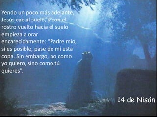 Yendo un poco más adelante, Jesús cae al suelo, y con el rostro vuelto hacia el suelo empieza a orar encarecidamente: “Padre mío, si es posible, pase de mí esta copa. Sin embargo, no como yo quiero, sino como tú quieres”. 14 de Nisán