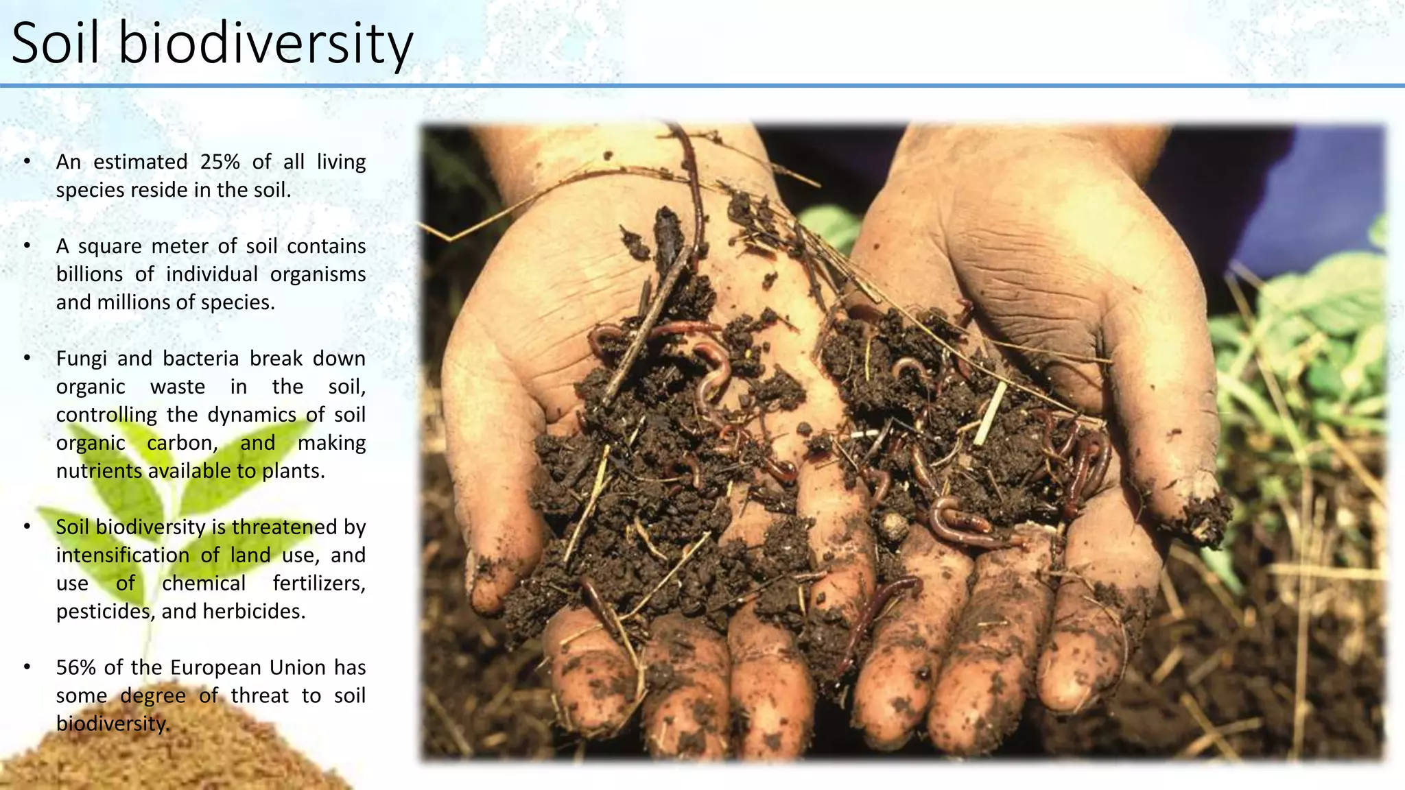 Soil biodiversity
• An estimated 25% of all living
species reside in the soil.
• A square meter of soil contains
billions of individual organisms
and millions of species.
• Fungi and bacteria break down
organic waste in the soil,
controlling the dynamics of soil
organic carbon, and making
nutrients available to plants.
• Soil biodiversity is threatened by
intensification of land use, and
use of chemical fertilizers,
pesticides, and herbicides.
• 56% of the European Union has
some degree of threat to soil
biodiversity.
 