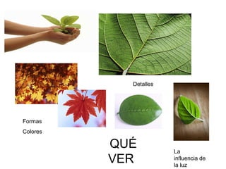 Detalles Formas  Colores QUÉ VER  La  influencia de la luz 