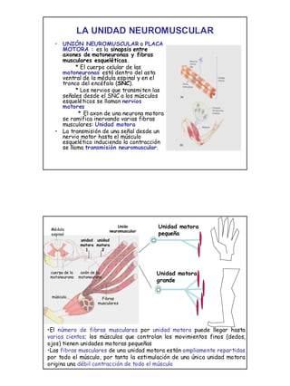 1
LA UNIDAD NEUROMUSCULAR
• UNIÓN NEUROMUSCULAR o PLACA
MOTORA : es la sinapsis entre
axones de motoneuronas y fibras
musculares esqueléticas.
* El cuerpo celular de las
motoneuronas está dentro del asta
ventral de la médula espinal y en el
tronco del encéfalo (SNC).
* Los nervios que transmiten las
señales desde el SNC a los músculos
esqueléticos se llaman nervios
motores
* El axon de una neurona motora
se ramifica inervando varias fibras
musculares: Unidad motora
• La transmisión de una señal desde un
nervio motor hasta el músculo
esquelético induciendo la contracción
se llama transmisión neuromuscular.
Unidad motora
pequeña
Unidad motora
grande
•El número de fibras musculares por unidad motora puede llegar hasta
varios cientos; los músculos que controlan los movimientos finos (dedos,
ojos) tienen unidades motoras pequeñas
•Las fibras musculares de una unidad motora están ampliamente repartidas
por todo el músculo, por tanto la estimulación de una única unidad motora
origina una débil contracción de todo el músculo
unidad
motora
1
unidad
motora
2
Médula
espinal
cuerpo de la
motoneurona
Unión
neuromuscular
axón de la
motoneurona
músculo Fibras
musculares
 