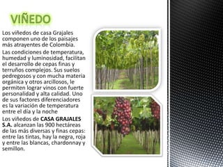 Los viñedos de casa Grajales
componen uno de los paisajes
más atrayentes de Colombia.
Las condiciones de temperatura,
humedad y luminosidad, facilitan
el desarrollo de cepas finas y
terruños complejos. Sus suelos
pedregosos y con mucha materia
orgánica y otros arcillosos, le
permiten lograr vinos con fuerte
personalidad y alta calidad. Uno
de sus factores diferenciadores
es la variación de temperatura
entre el día y la noche
Los viñedos de CASA GRAJALES
S.A. alcanzan las 900 hectáreas
de las más diversas y finas cepas:
entre las tintas, hay la negra, roja
y entre las blancas, chardonnay y
semillon.
 