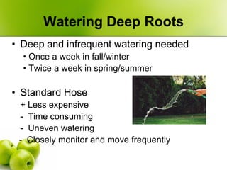Watering Deep Roots
• Deep and infrequent watering needed
  • Once a week in fall/winter
  • Twice a week in spring/summer...