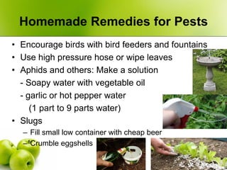 Homemade Remedies for Pests
• Encourage birds with bird feeders and fountains
• Use high pressure hose or wipe leaves
• Ap...