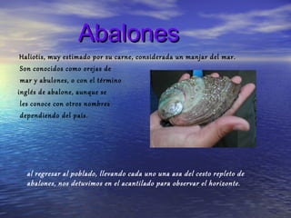 Abalones
 Haliotis, muy estimado por su carne, considerada un manjar del mar.
 Son conocidos como orejas de
 mar y abulones, o con el término 
inglés de abalone, aunque se
 les conoce con otros nombres
 dependiendo del país.




  al regresar al poblado, llevando cada uno una asa del cesto repleto de 
  abalones, nos detuvimos en el acantilado para observar el horizonte.
 