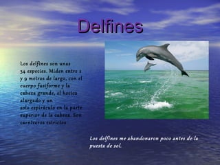Delfines
Los delfines son unas
34 especies. Miden entre 2
y 9 metros de largo, con el
cuerpo fusiforme y la
cabeza grande, el hocico
alargado y un
solo espiráculo en la parte
superior de la cabeza. Son
carnívoros estrictos

                              Los delfines me abandonaron poco antes de la
                              puesta de sol.
 