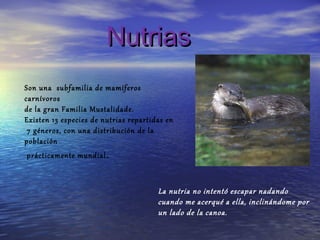 Nutrias
Son una subfamilia de mamíferos
carnívoros
de la gran Familia Mustalidade.
Existen 13 especies de nutrias repartidas en
 7 géneros, con una distribución de la
población
prácticamente mundial .



                                       La nutria no intentó escapar nadando
                                       cuando me acerqué a ella, inclinándome por
                                       un lado de la canoa.
 